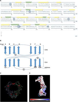 A Rationally Designed Bovine IgA Fc Scaffold Enhances in planta Accumulation of a VHH-Fc Fusion Without Compromising Binding to Enterohemorrhagic E. coli